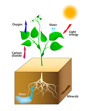 full spectrum led grow light