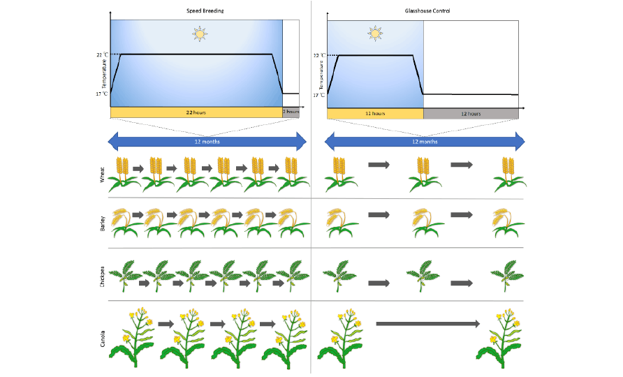 fastest harvest cycle